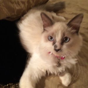 Meet your Posher, Daphne